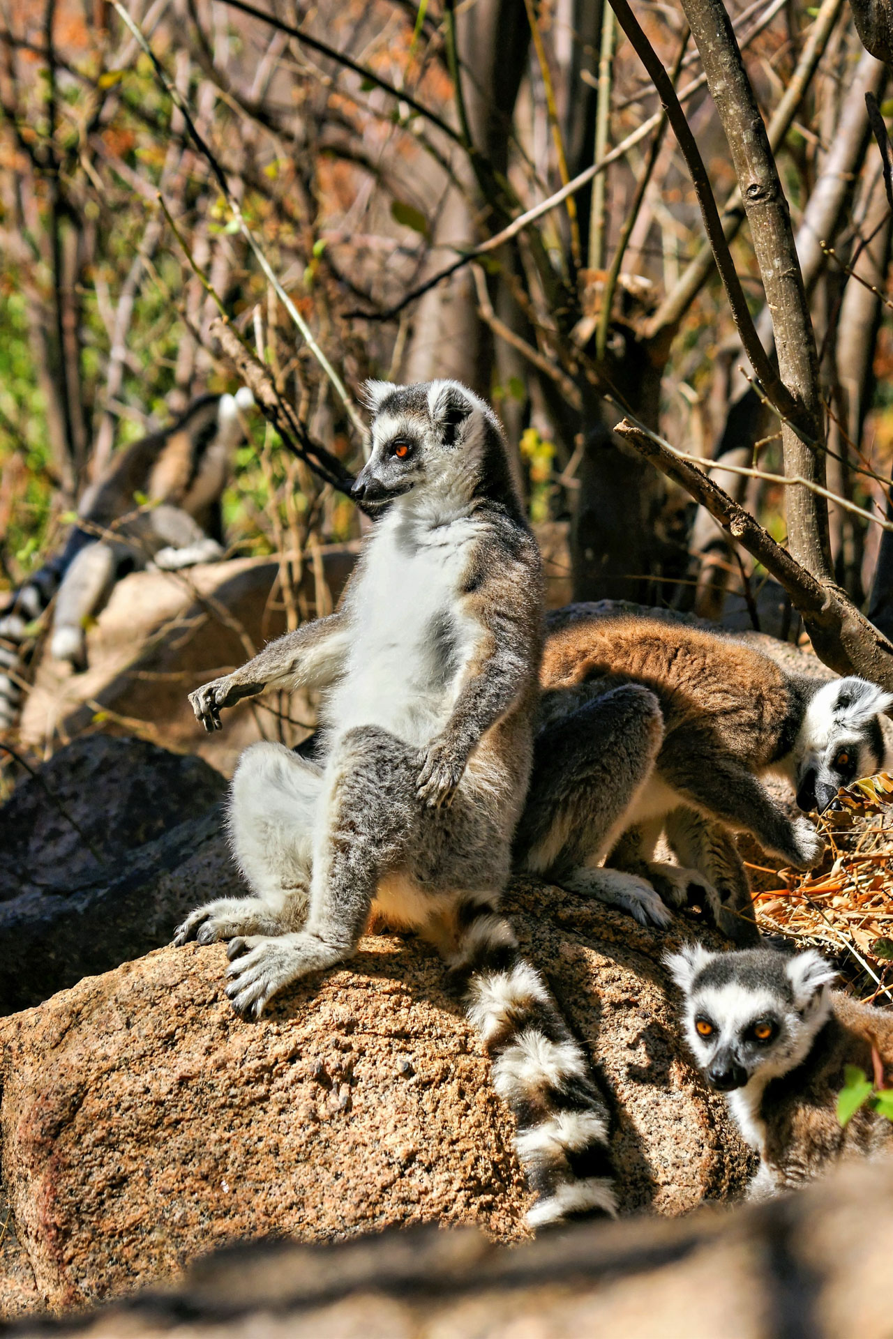 Katta genießt die Mittagssonne